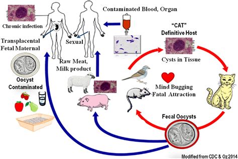 Frontiers | Maternal and congenital toxoplasmosis, currently available ...