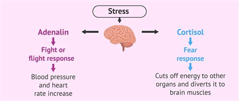 Diagram of stress hormones