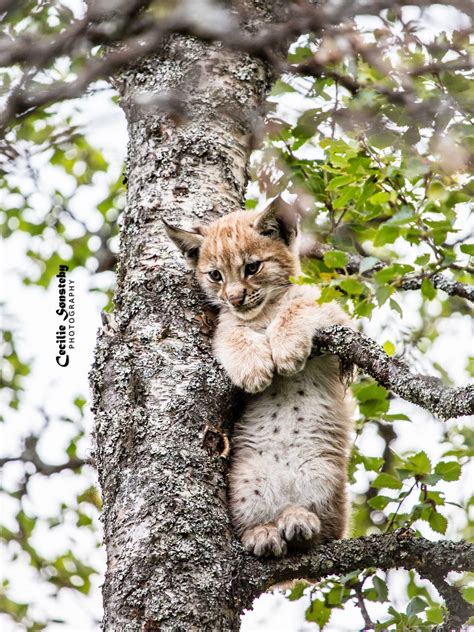 Lynx pretending to be an owl | Leaf animals, Lynx, Animals