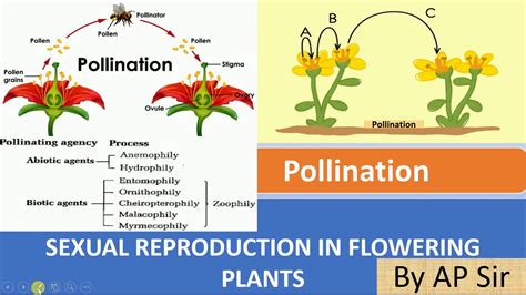 Pollination and its type - YouTube