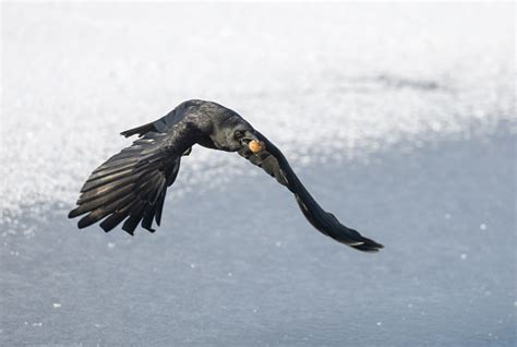 Flying Carrion Crow With Walnut Stock Photo - Download Image Now ...