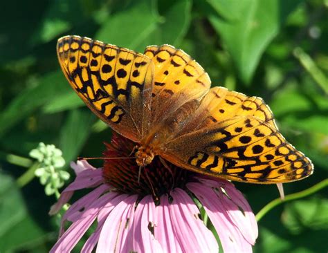 Butterfly on purple coneflower Moth, Insects, Butterfly, Purple, Garden, Animals, Garten ...