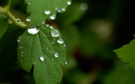 Rain On Leaves Wallpaper HD | PixelsTalk.Net