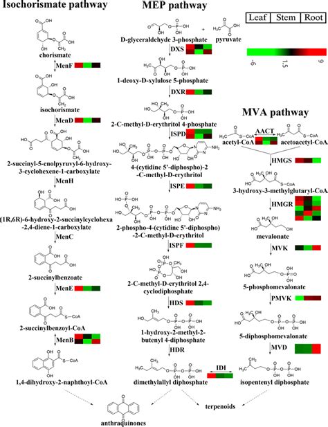 Plausible biosynthetic pathway and expression of unigenes involved in ...