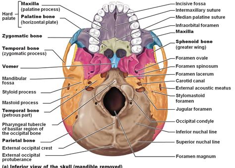 cranial foramina | Skull anatomy, Medical anatomy, Facial bones