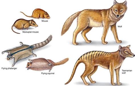 marsupial lower classifications - Evolution and design (2) davidpratt.info741 × 474Search by ...