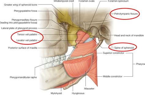 Note Petrotympanic fissure Sphenoid Bone, Cranial Nerves, Medical Anatomy, Children Images, Head ...