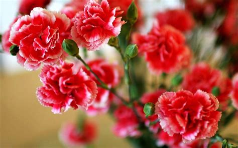 Carnation Wallpapers - Top Free Carnation Backgrounds - WallpaperAccess