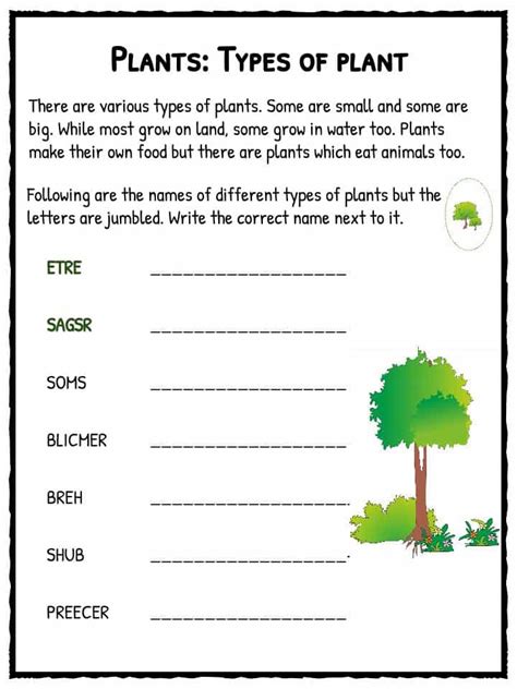 Types of Plant Worksheet | KidsKonnect