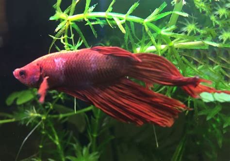 Betta Fish Diseases (Ultimate Guide With Pictures)