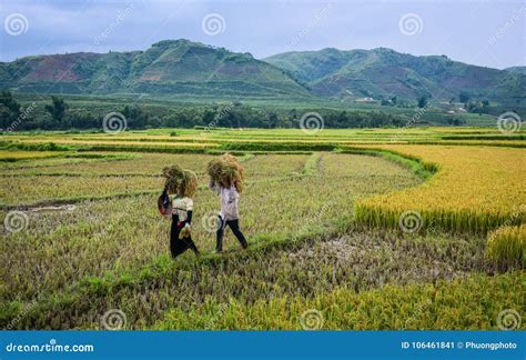 People Harvesting Rice in North of Vietnam Editorial Photo - Image of basket, indochina: 106461841