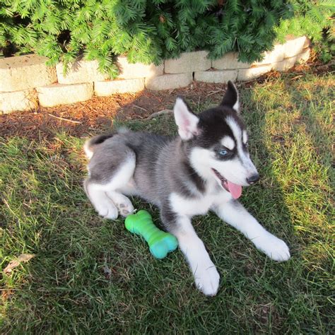 "Siberian Husky" Puppies For Sale | New Haven, IN #278775