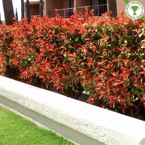 Photinia x fraseri 'Red Robin' hedge plants | Voortuin, Tuin, Voortuin ideeën