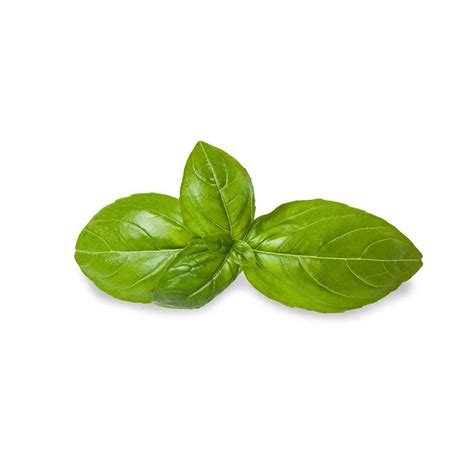 Basil Leaves – Earth Root