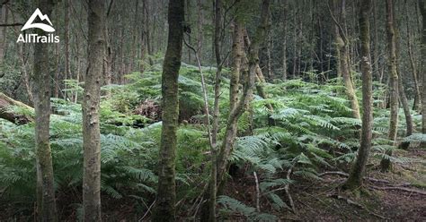 Best Trails in Ashdown Forest - East Sussex, England | AllTrails