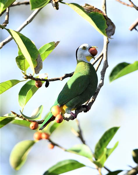 Ficus drupacea & Black-naped Fruit Dove: Tip of Borneo – THE FIGS OF BORNEO