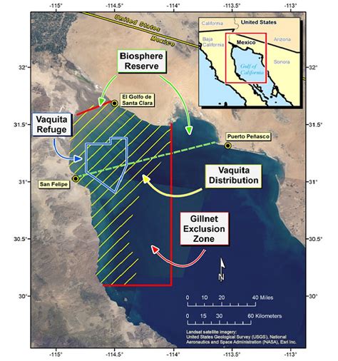 Navy Dolphins’ Use In The Search To Save Vaquita Porpoise