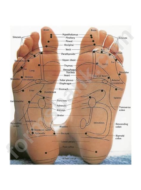 Reflexology Foot Chart printable pdf download