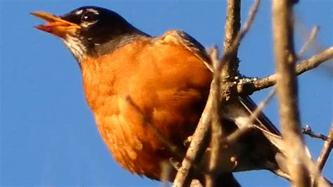 American robin bird call / song / sounds - YouTube