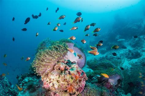 Maldives’ coral reef splendour: Ranked 7th in the world for underwater ...