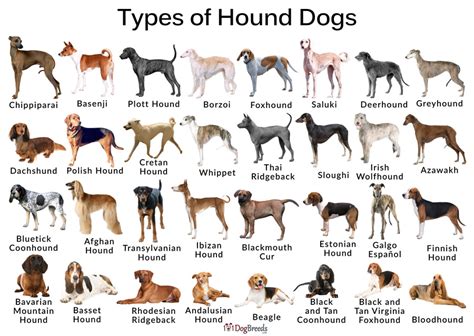 Types Of Hound Breeds