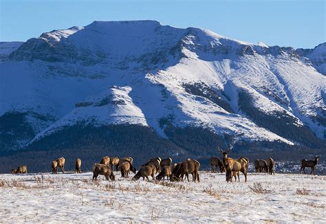 Zenfolio | Rick Andrews Photography | Winter in Waterton Lakes NP