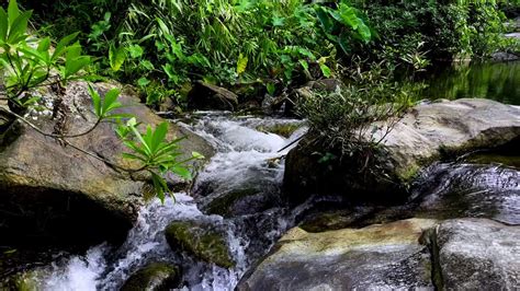 Peaceful river sound in forest - Relaxing nature sounds - White noise waterfall sounds for ...