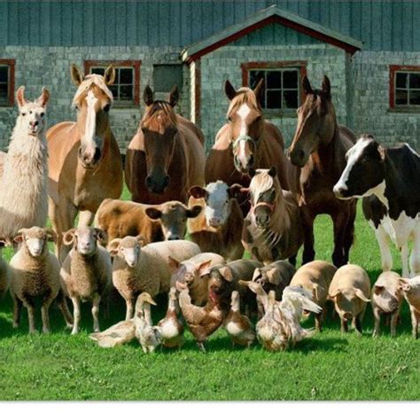 Great family Farm photo! Llama, Horses, Cows, Sheep, Pigs, Chickens, Ducks....all Posing ...