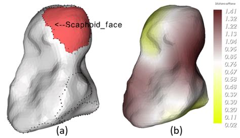 39: Capitate bone of Patient 5 1: (a) annotated Scaphoid facet of... | Download Scientific Diagram