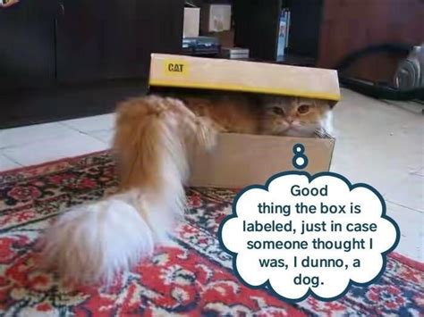 CAT Box | Cat box, Cats, Funny cat memes