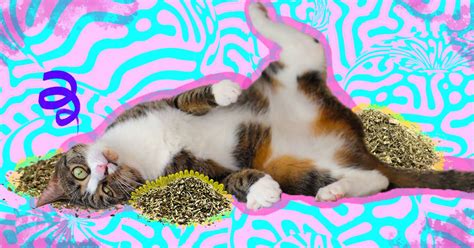 The Best Catnip Toys To Totally Mesmerize Your Cat - DodoWell - The Dodo