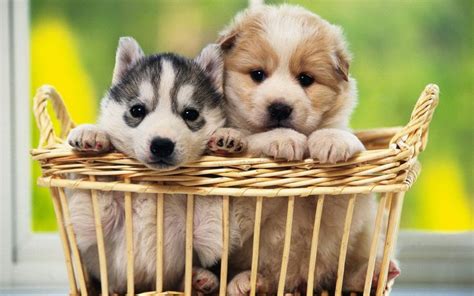 Cute Dogs HD Wallpapers Free Download, Cute Dogs Wallpapers for Desktop ...