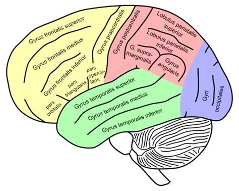 Structures Other than Cortical Gyri - Kypho