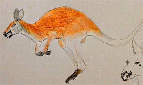 Red kangaroo! by qman256 on DeviantArt