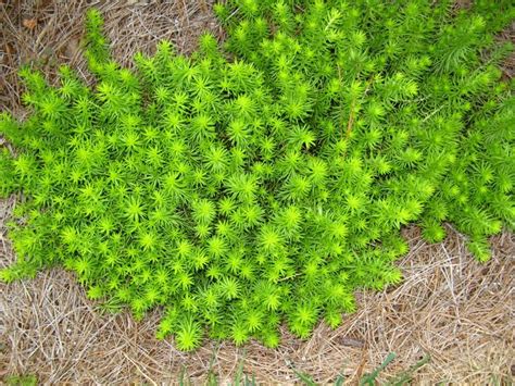 Angelina Sedum Shines in Winter Landscapes in 2020 | Sedum, Winter landscape, Hillside landscaping