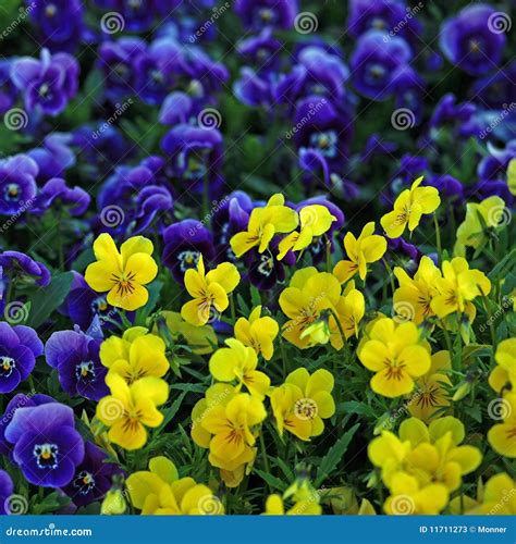 Viola Flowers stock image. Image of plant, stem, garden - 11711273