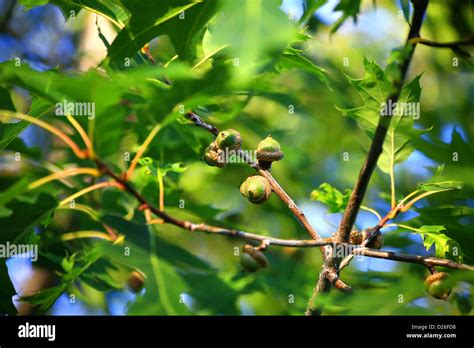 Acorns in red oak tree Stock Photo - Alamy