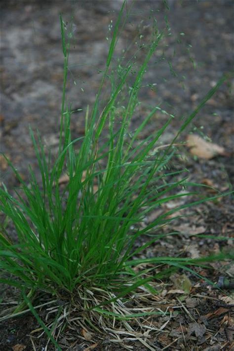 Genus: Poa (blue grass): Go Botany