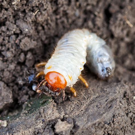 Common Fall Lawn Pests - Cardinal Lawns