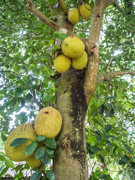 Jackfruit - VSC NEWS