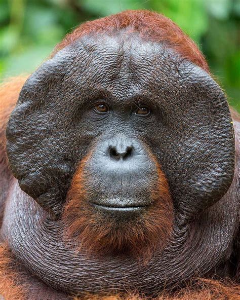 Mogens Trolle on Instagram: “It takes the male orangutan about ten ...