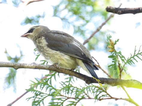 Bird & Travel Photos, Birding Sites, Bird Information: JUVENILE CEDAR ...