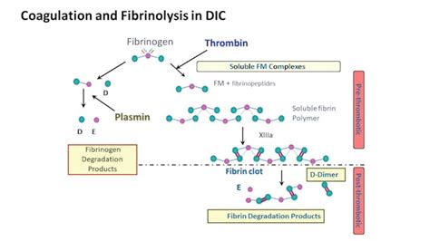 Pandemic care: The need for hemostasis testing in critically ill COVID ...