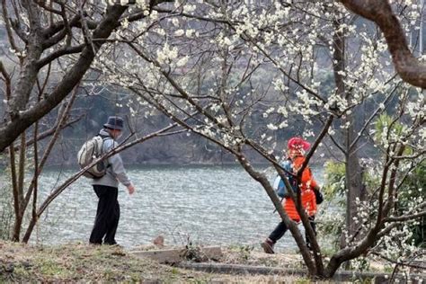 Full-Day Hadong, Gwangyang, Cherry Blossom, Green Tea Fields Private Tour