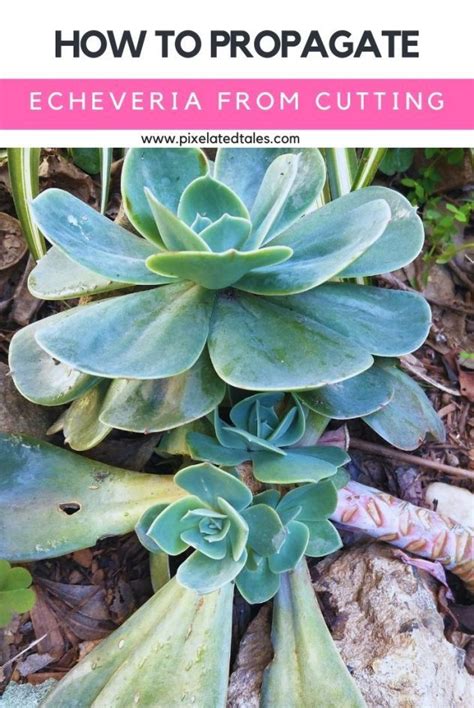 Echeveria propagation from cutting with pictures – Artofit