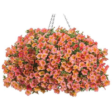 20 Best Hanging Basket Flowers to Liven Up Your Porch or Patio | Proven Winners