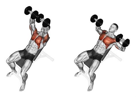 Dumbbell Overhead Press Muscles Worked