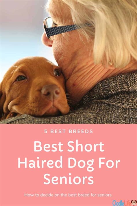 5 Best Small Short Haired Dog For Seniors - OodleLife®