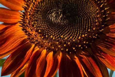 Red sunflower stock image. Image of gardening, petal - 58240065