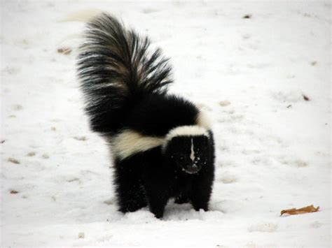 Skunks and Stink-badgers (Family Mephitidae) · iNaturalist